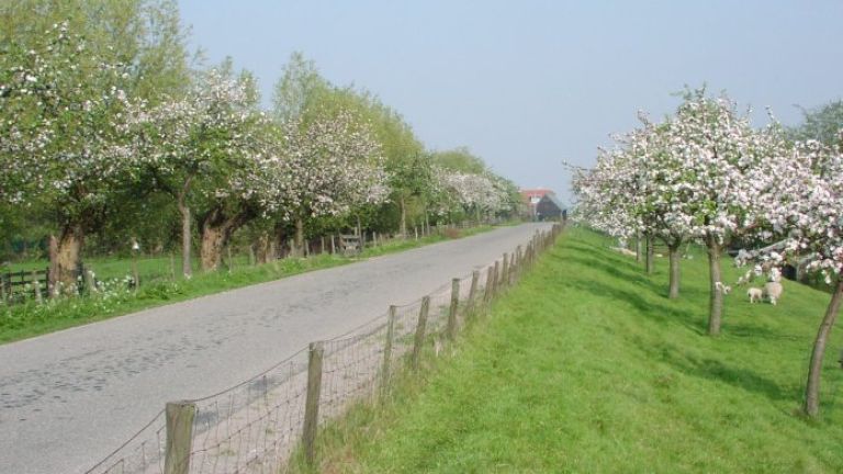 Dijk met weg en begroeiing