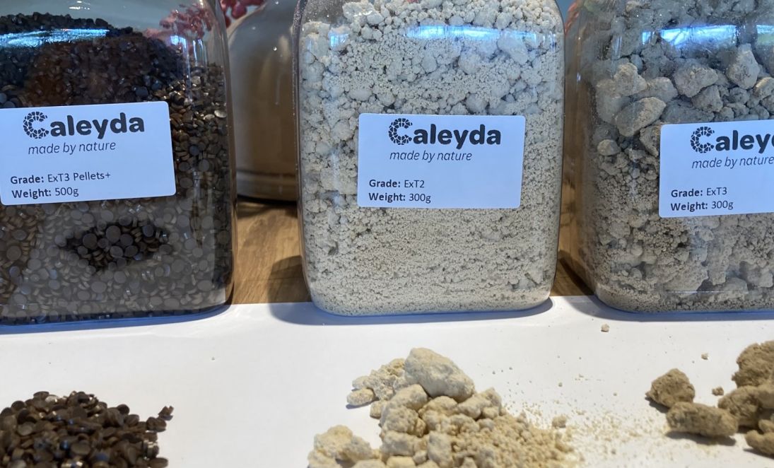 Caleyda