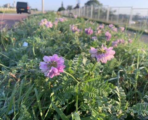 Bont kroonkruid op een wegberm in Hendrik-Ido-Ambacht