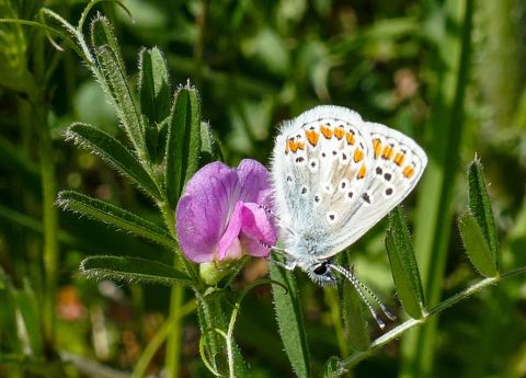Bruin blauwtje op wikke